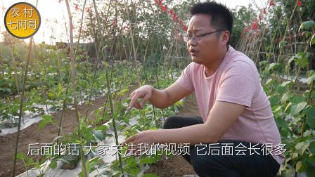 莴笋种植时间和方法