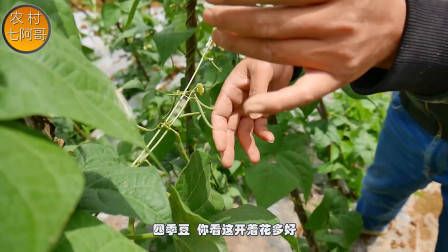 莴笋种植时间和方法