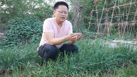 莴笋种植时间和方法