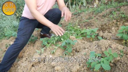 莴笋种植时间和方法
