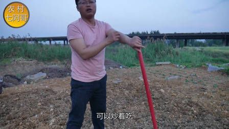 莴笋种植时间和方法