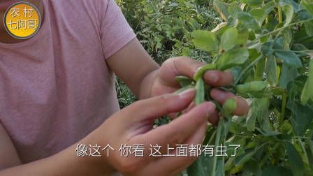 莴笋种植时间和方法