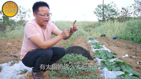 莴笋种植时间和方法