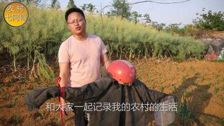 莴笋种植时间和方法