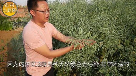 莴笋种植时间和方法