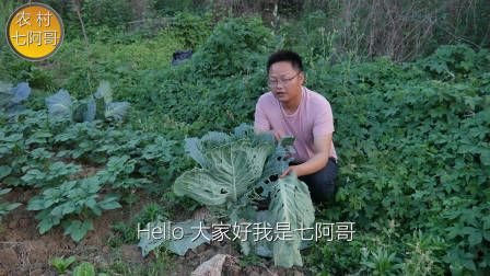 莴笋种植时间和方法