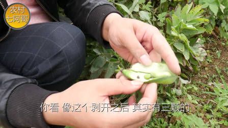 莴笋种植时间和方法
