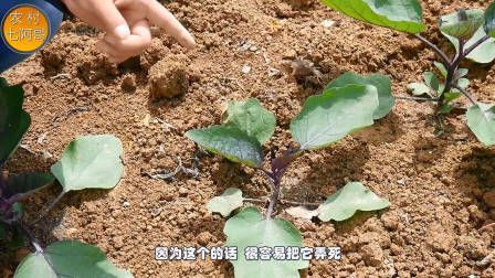 莴笋种植时间和方法