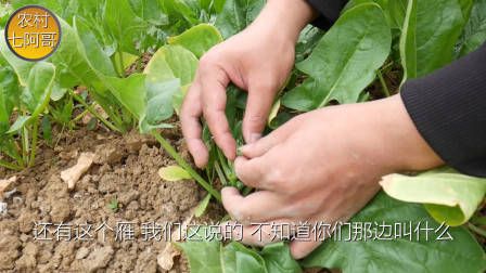莴笋种植时间和方法
