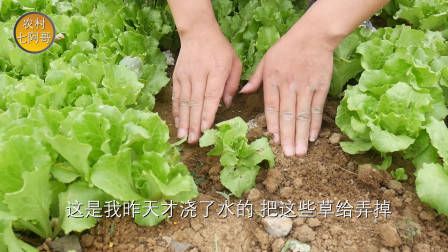 莴笋种植时间和方法