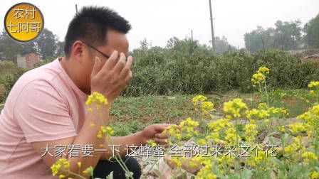 莴笋种植时间和方法