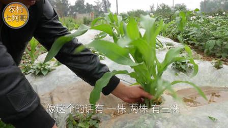莴笋种植时间和方法