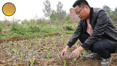 莴笋种植时间和方法