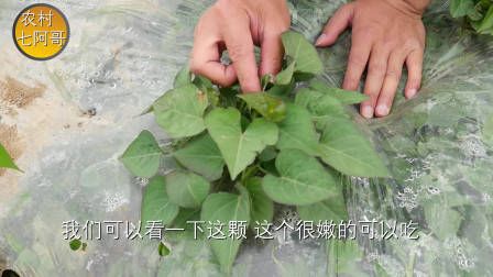 莴笋种植时间和方法
