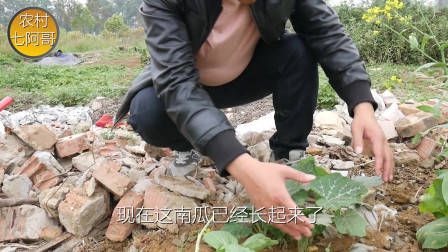 莴笋种植时间和方法