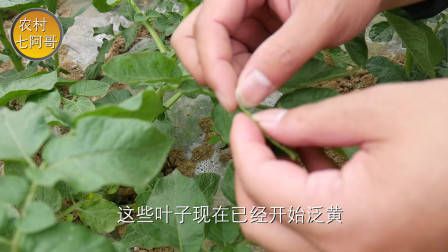 莴笋种植时间和方法