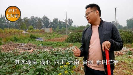 莴笋种植时间和方法