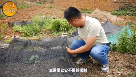 莴笋种植时间和方法