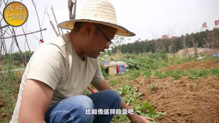 莴笋种植时间和方法