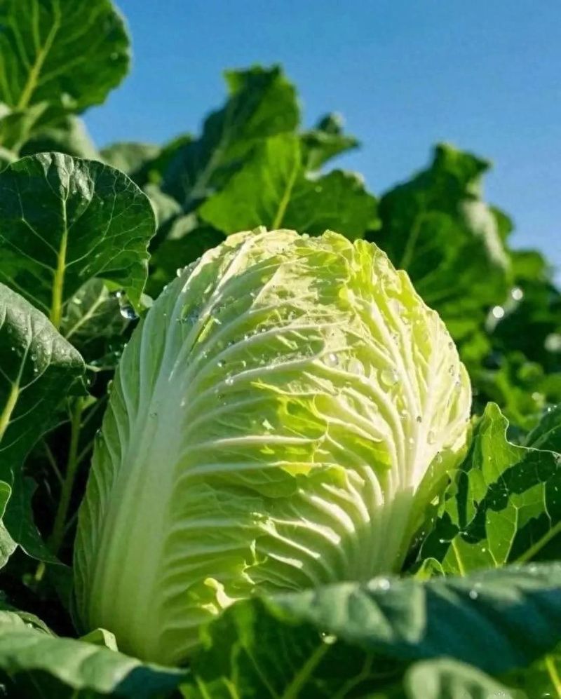 Summer cabbage growing techniques