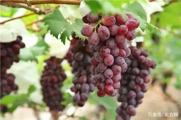 Grape cultivation techniques