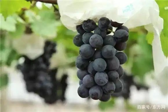 Grape cultivation techniques