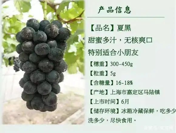 Grape cultivation techniques