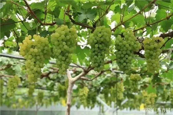 Grape cultivation techniques