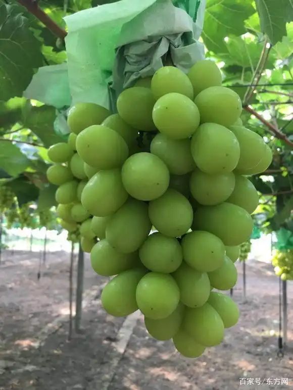 Grape cultivation techniques