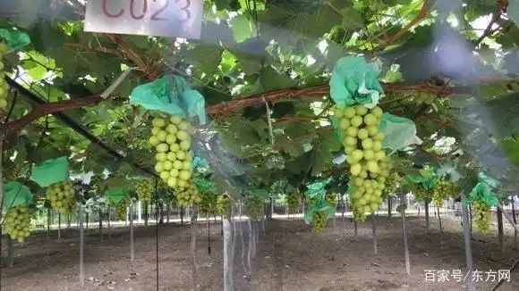 Grape cultivation techniques