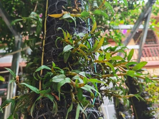 紫皮石斛种植技术