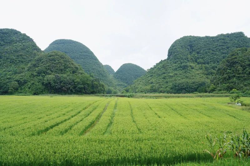 旱地水稻种植技术视频