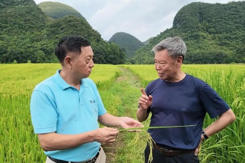 旱地水稻种植技术视频