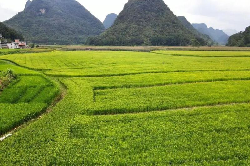 旱地水稻种植技术视频