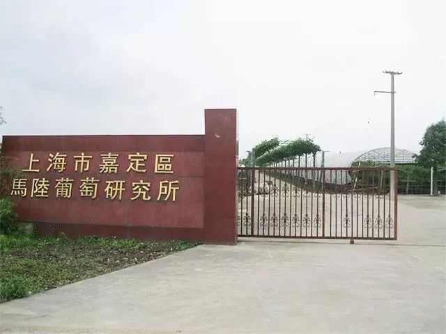 马陆葡萄种植技术