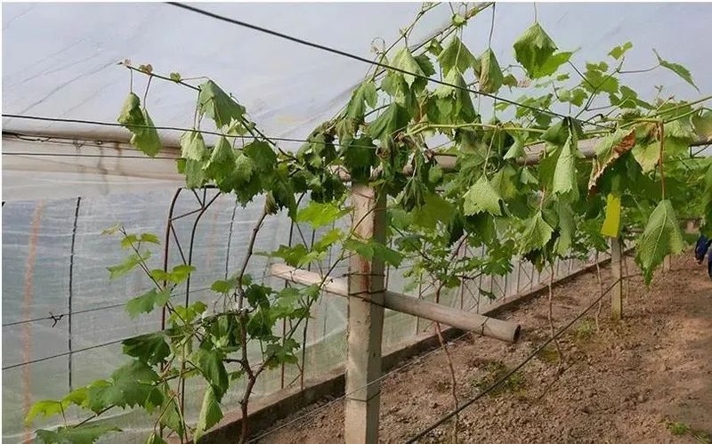 马陆葡萄种植技术