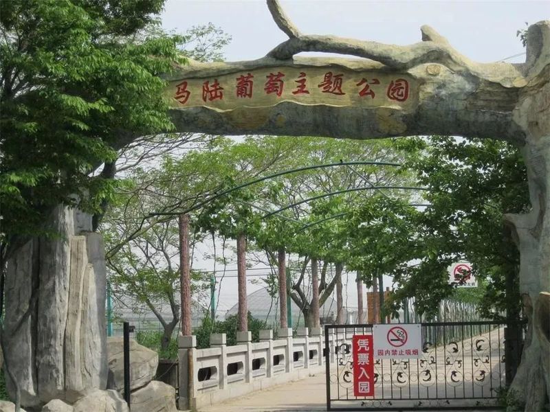马陆葡萄种植技术