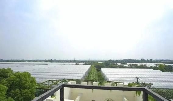马陆葡萄种植技术