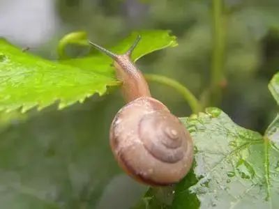 马陆葡萄种植技术