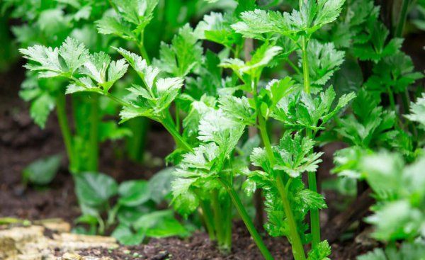 农广天地芹菜种植技术