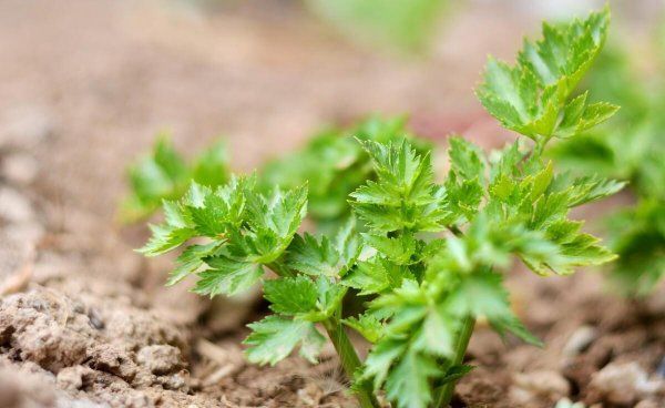 农广天地芹菜种植技术