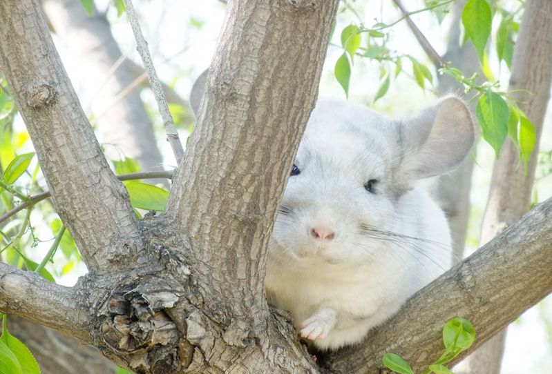 龙猫多少钱一只图片