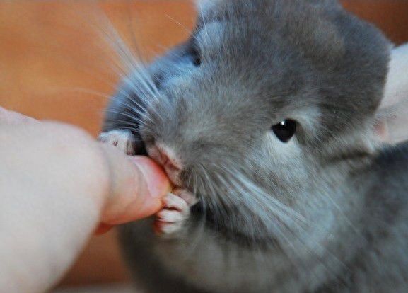 龙猫多少钱一只图片