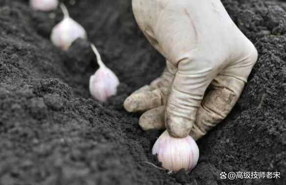 大蒜种植时间和方法