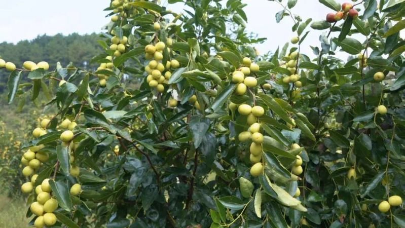 中秋酥脆枣种植技术