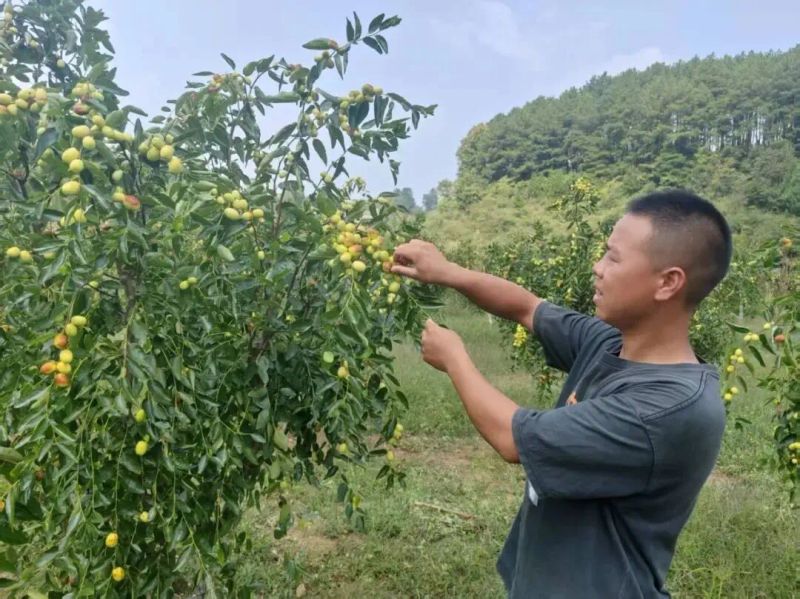中秋酥脆枣种植技术