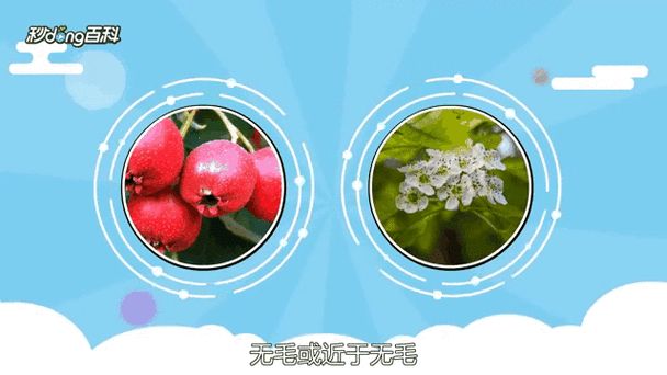 山楂树种植技术