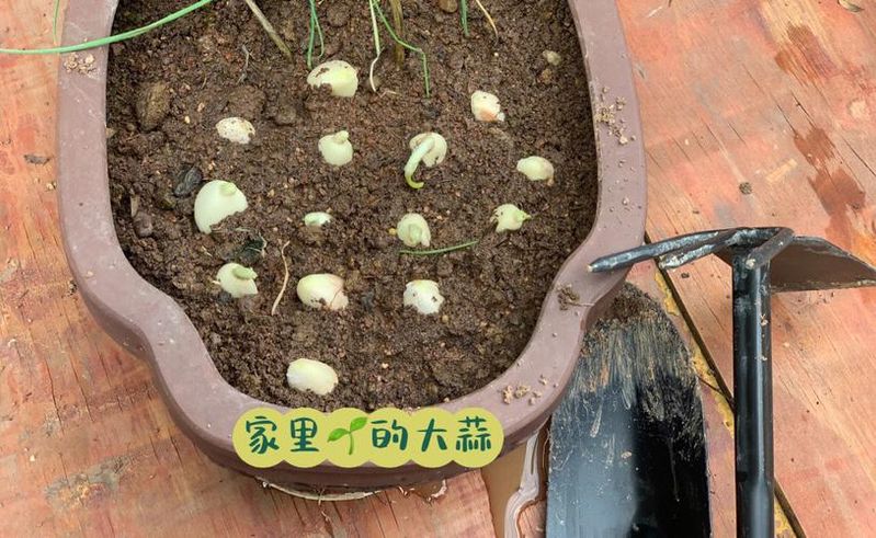 大蒜种植时间和方法