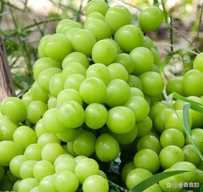 中秋酥脆枣种植技术