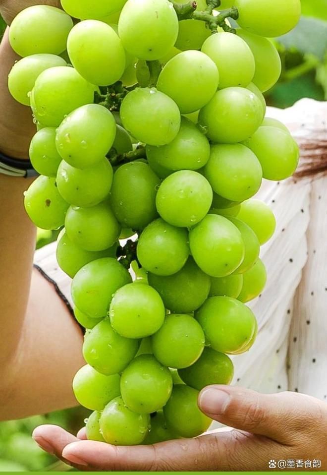 中秋酥脆枣种植技术